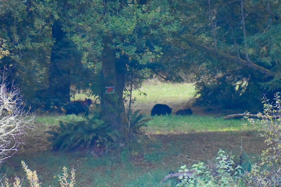 Bear Parade